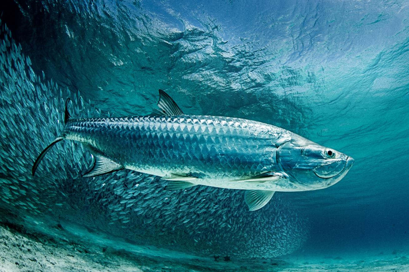 Tarpon.Bonaire.LorenzoMittiga.ScubaDivingMag