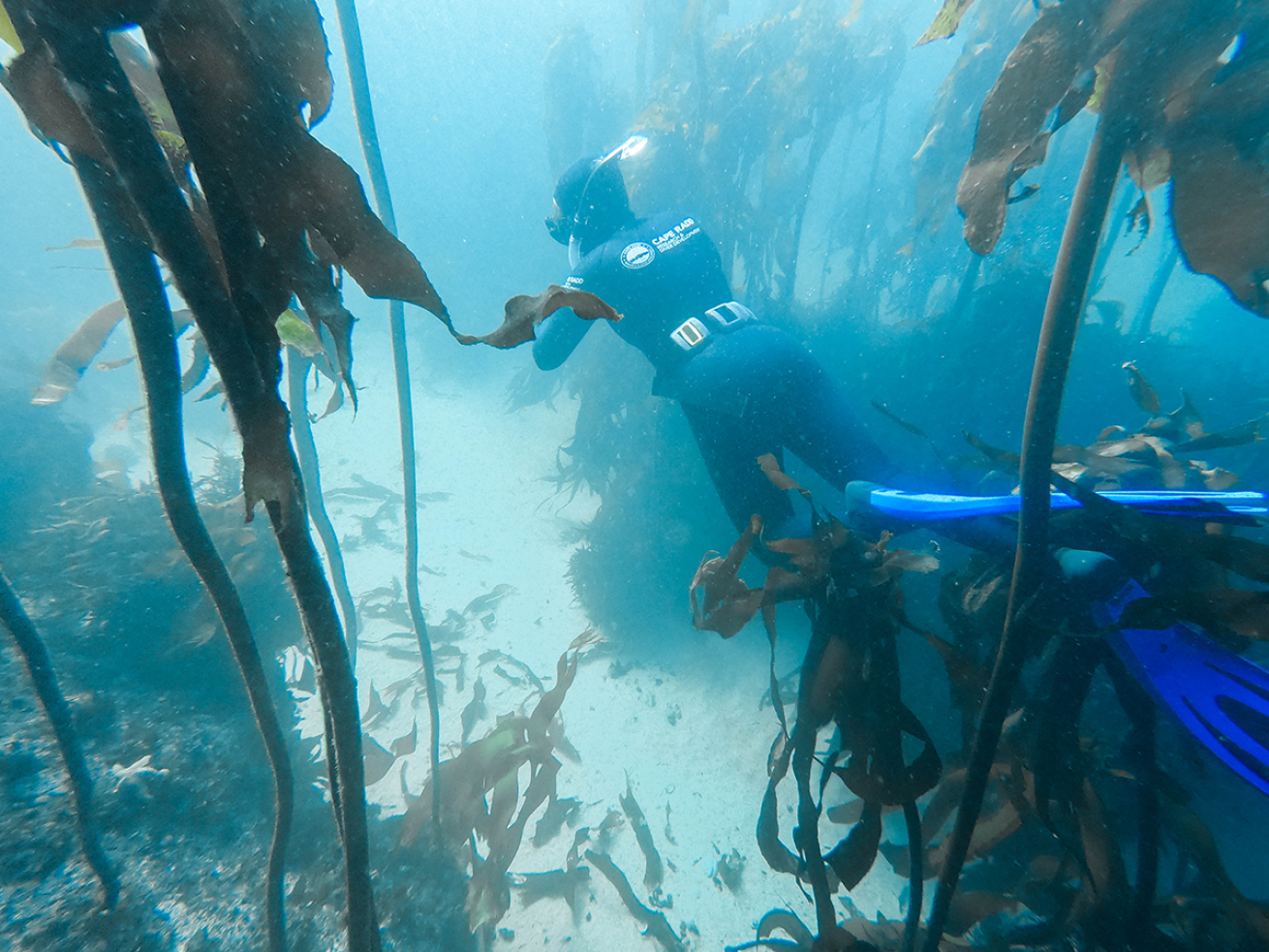 Kelp freediver