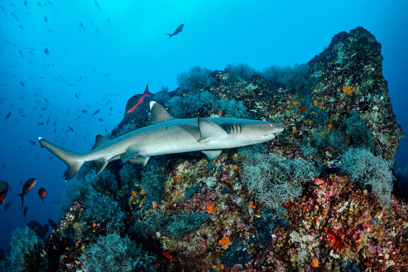 CostaRica.DamienMauric.ScubaDivingMag.August2022