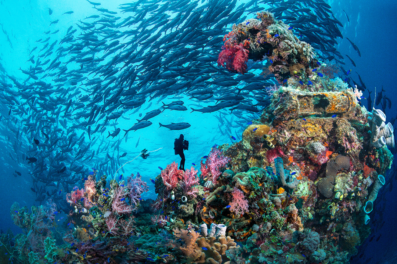 A diver captures a school of fish in Micronesia's Chuuk State.