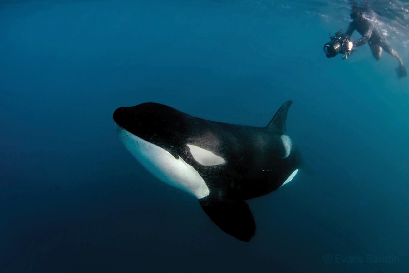 erick Higuera Filming Orca Underwater
