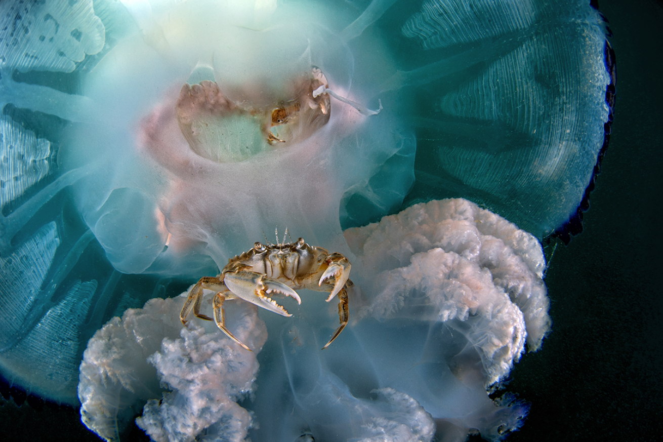 Crabs in jellyfish