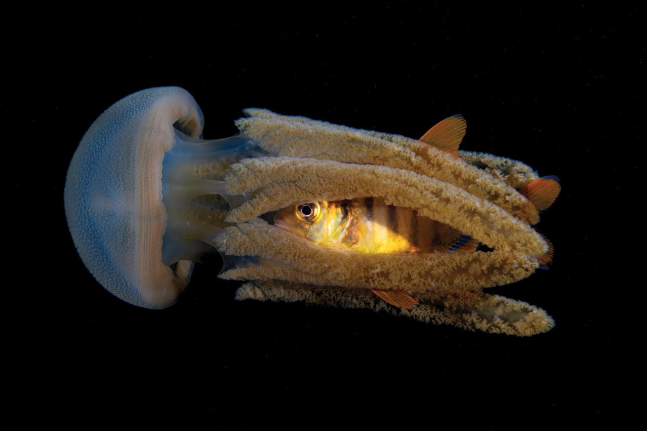 Fish in jellyfish