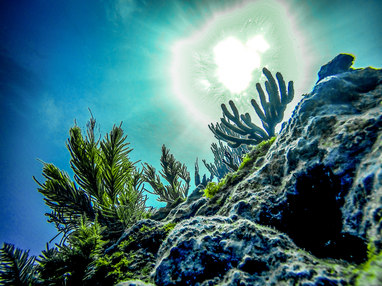 A admirable look inside the Key Largo reef.