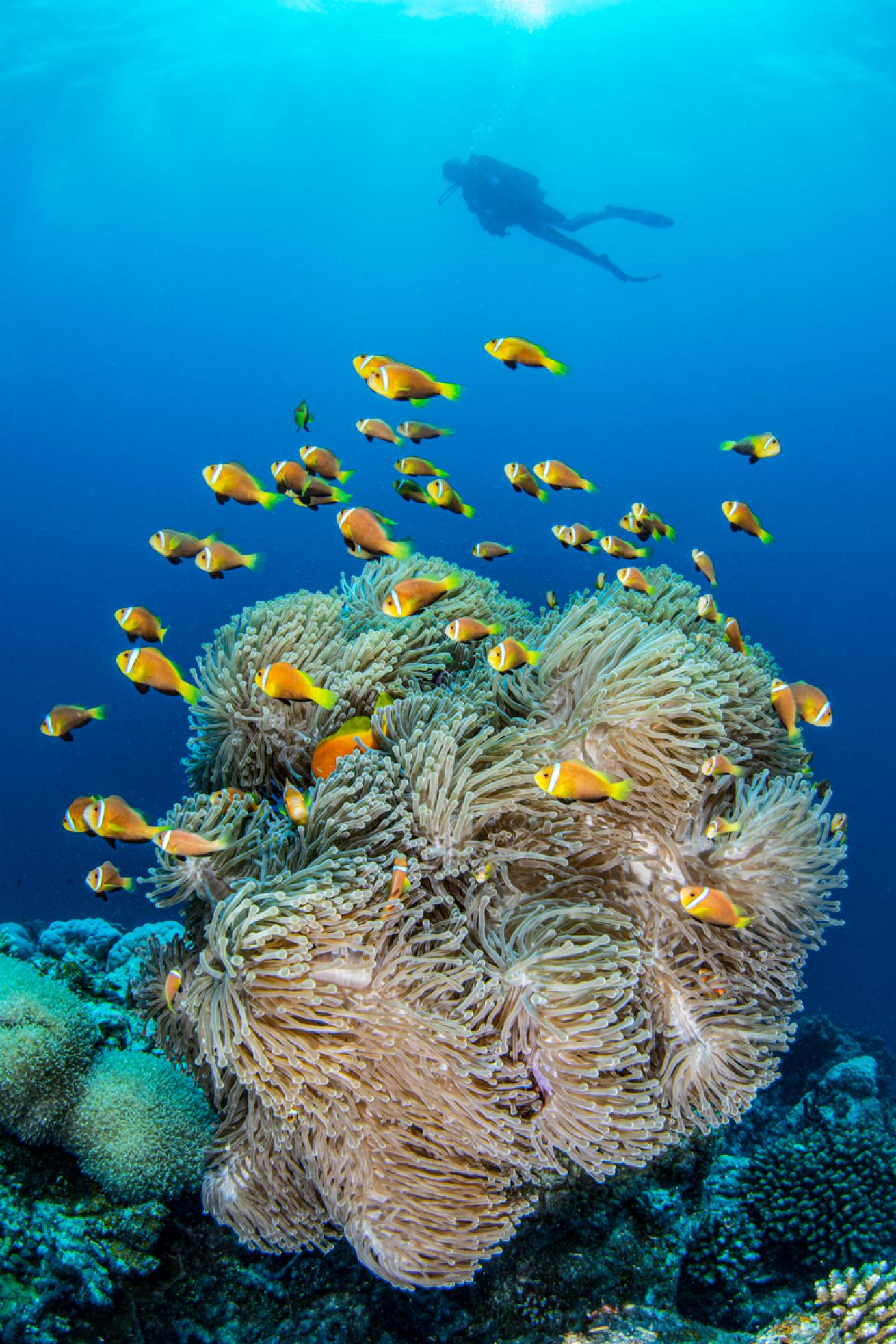 Maldives.AlexMustard.ScubaDivingMag.August2022