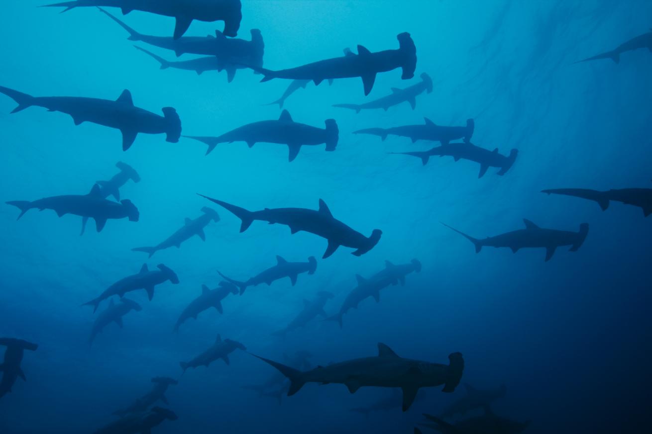 Hammerheads.BrandonCole.ScubaDivingMag