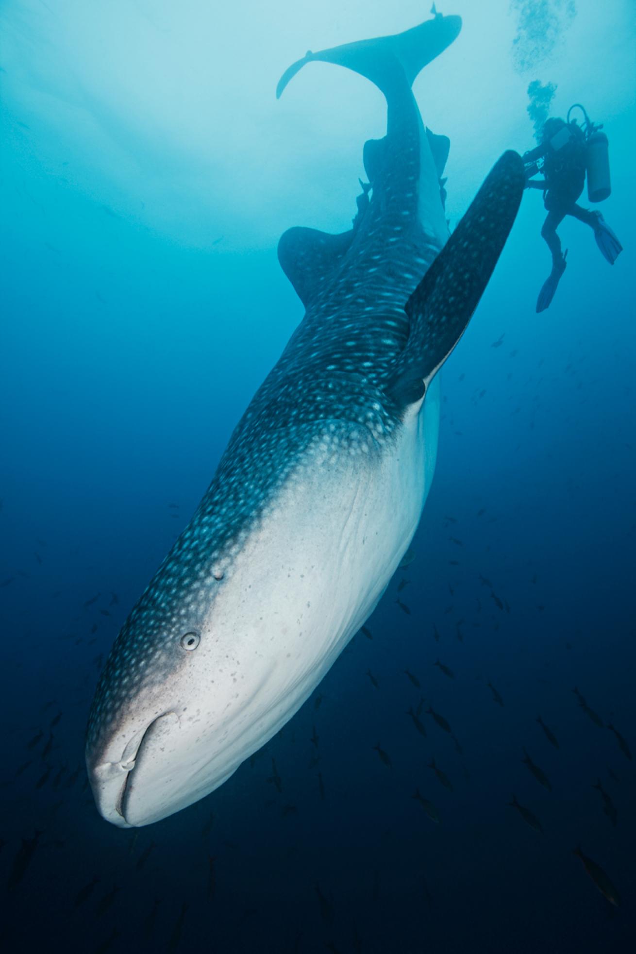 Galapagos.BrandonCole.ScubaDivingMag.August2022