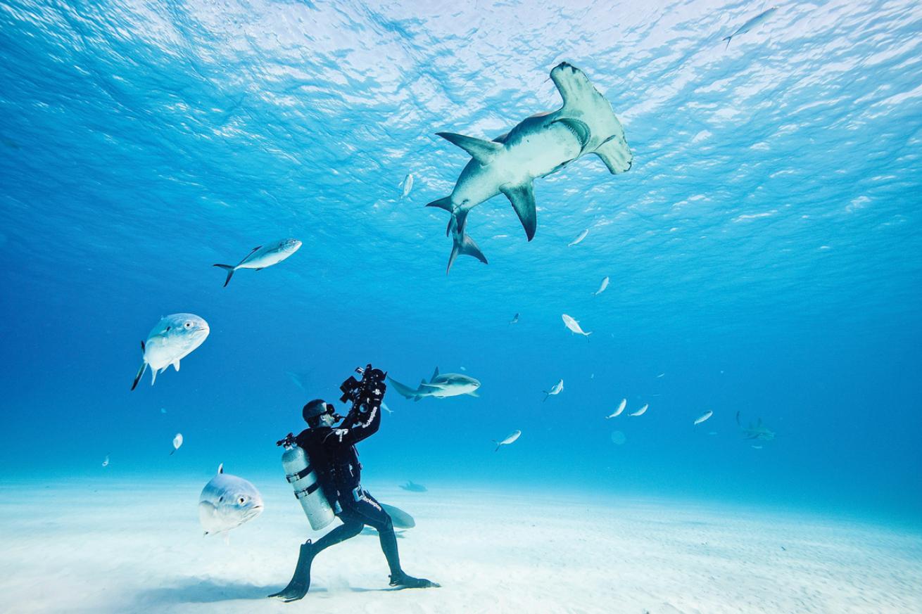 Underwater filmmaker with hammerhead shark
