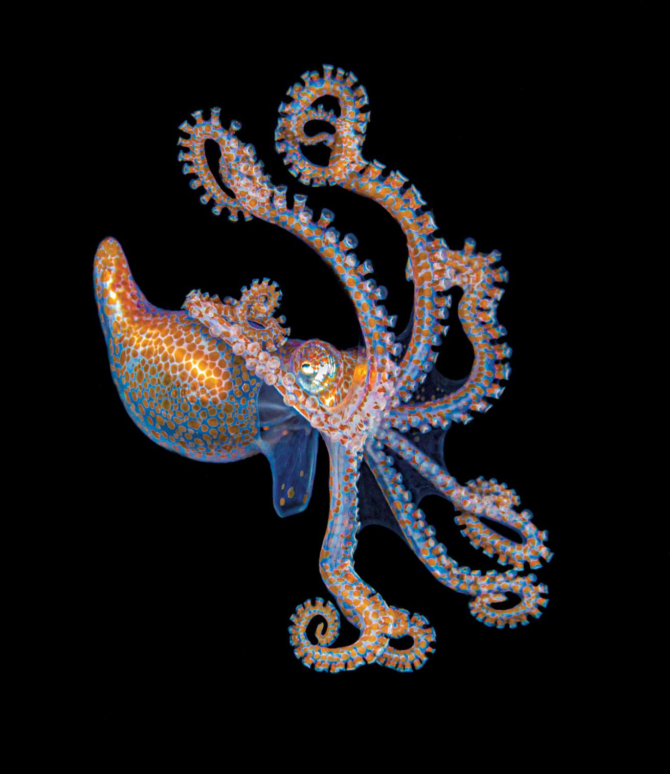 Blackwater octopus