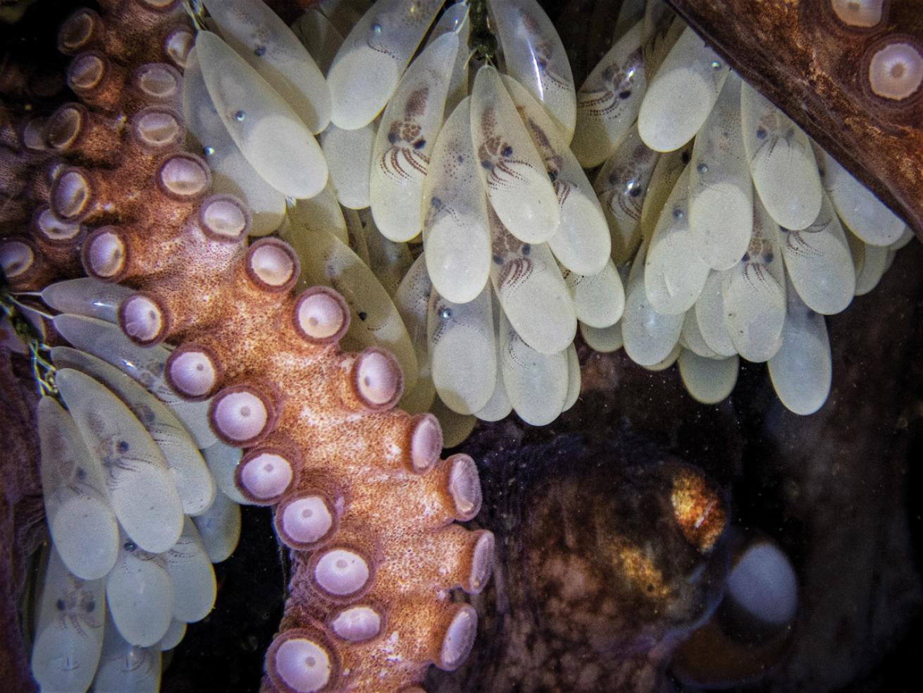 Octopus tends eggs