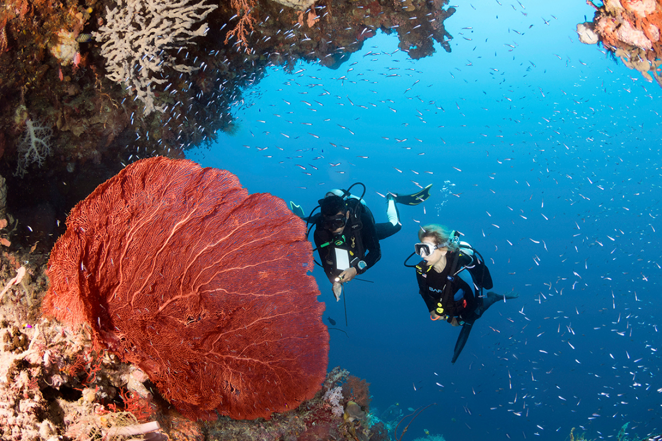 Two scuba divers looking at a coral fan