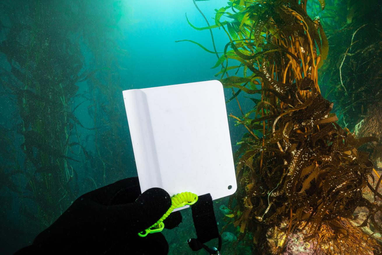 Diver holding white card underwater
