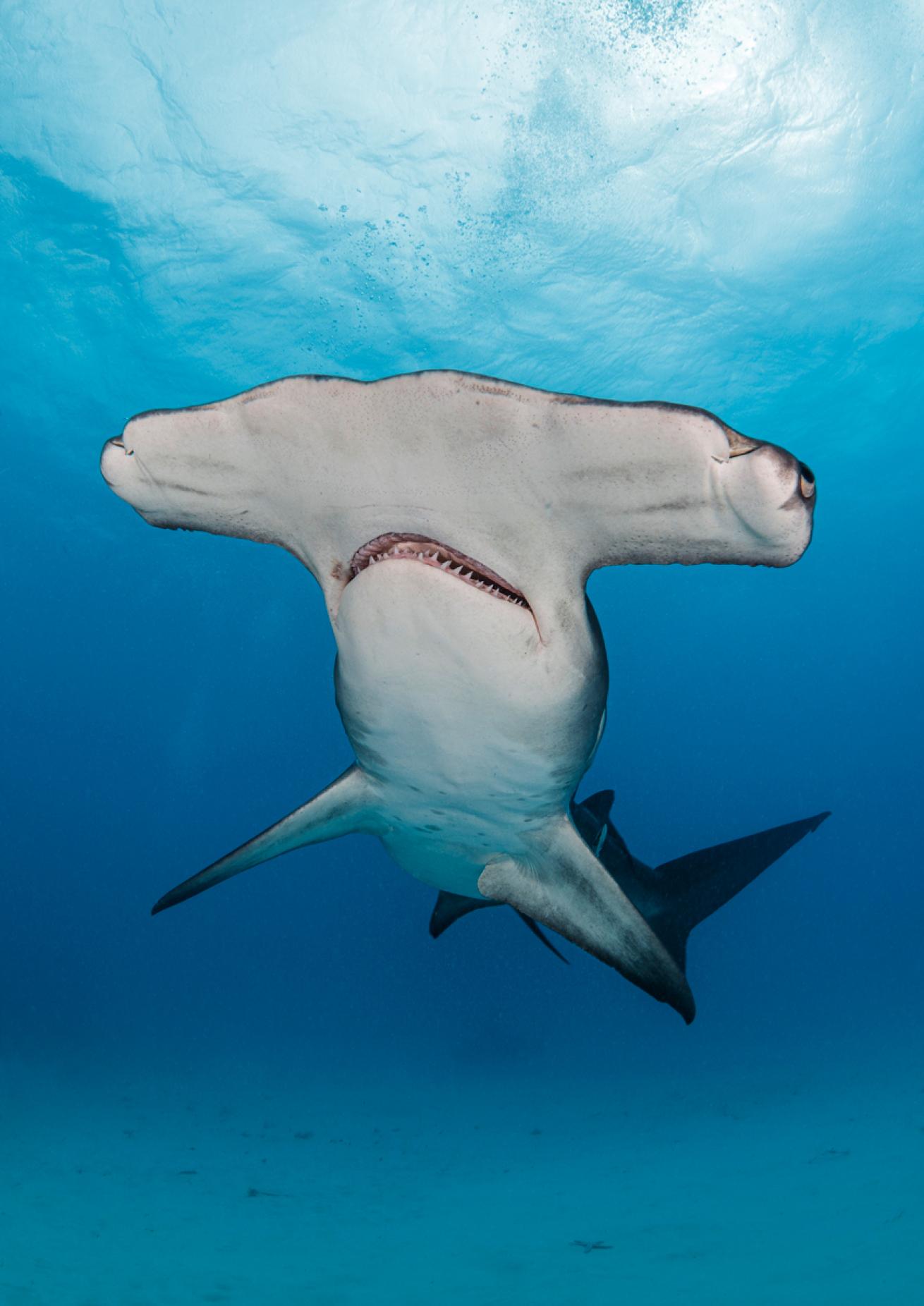 Hammerhead.BrandonCole.ScubaDivingMag.August2022