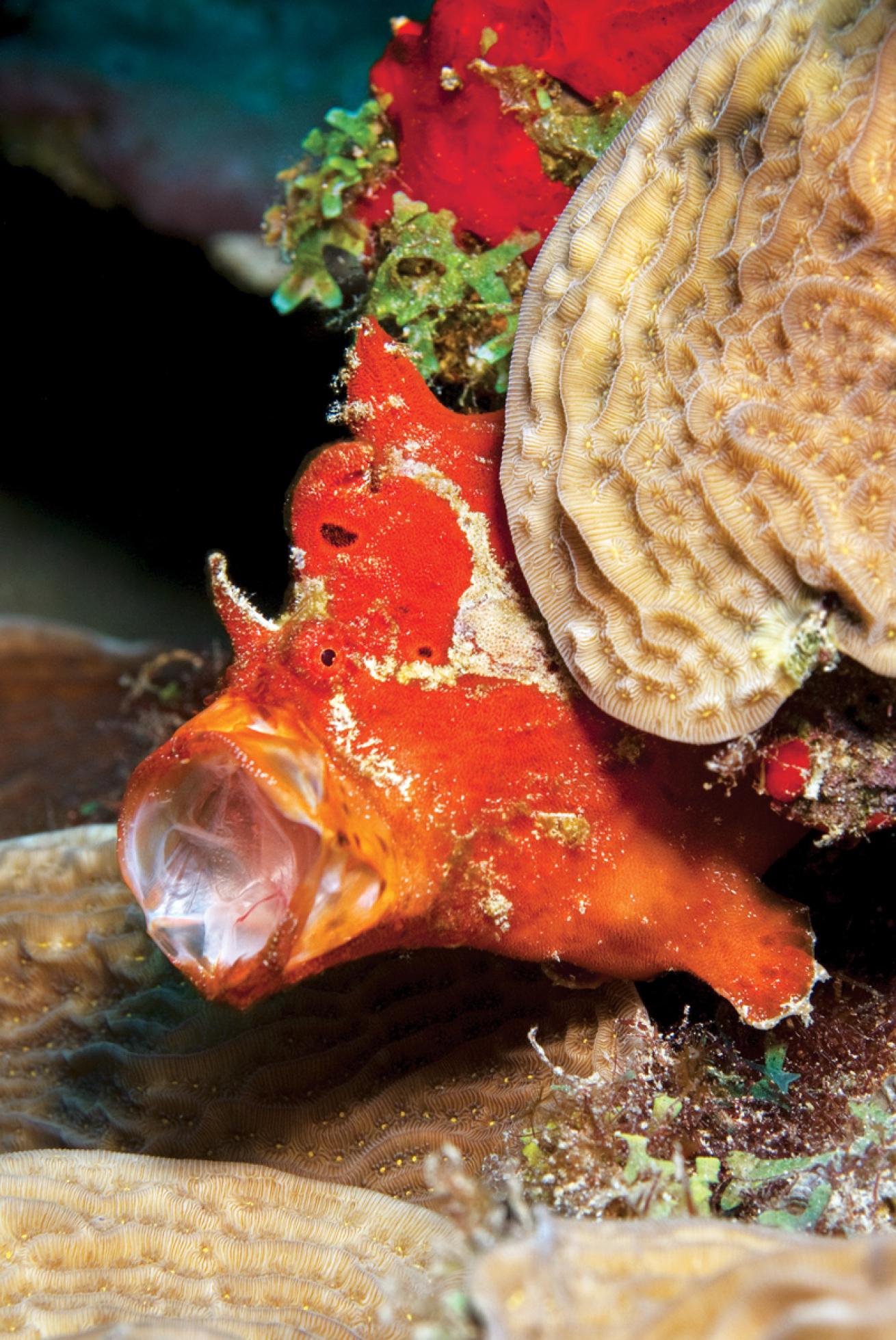 frogfish bonaire marine life travel