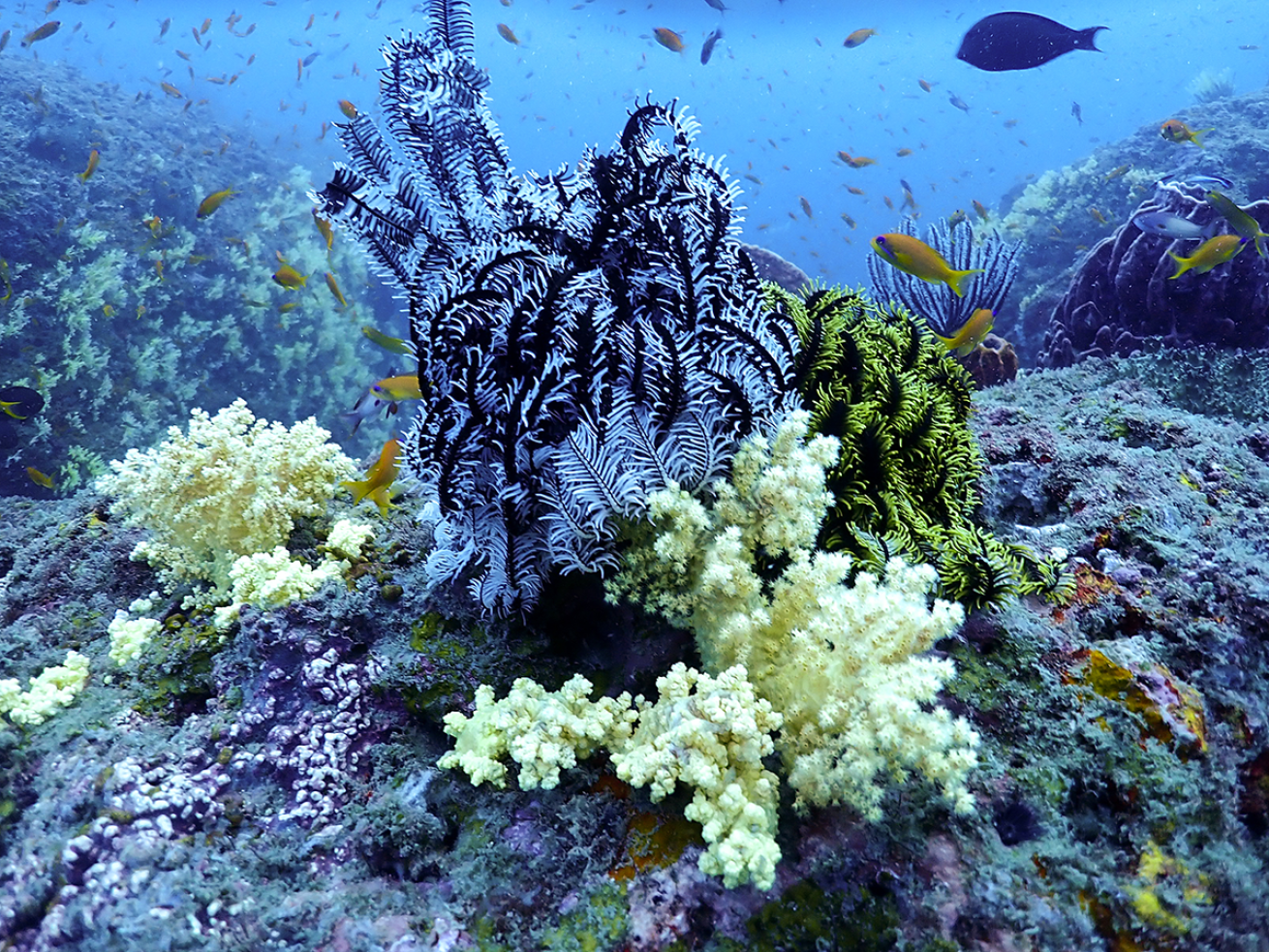 Picture of a reef in the bottom of the ocean.