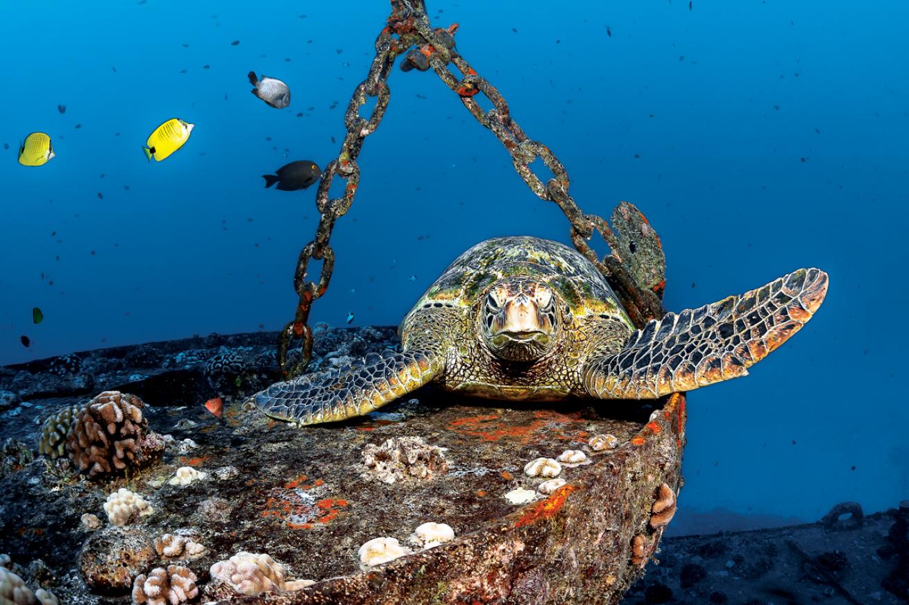 green sea turtle Hawaii
