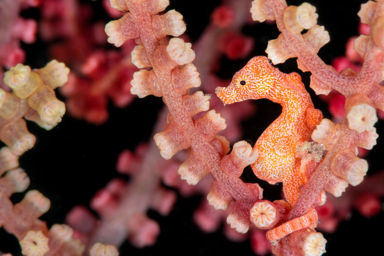 Sea Horse Lembeh