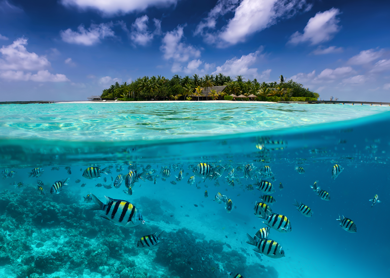 School of fish in the Maldives.
