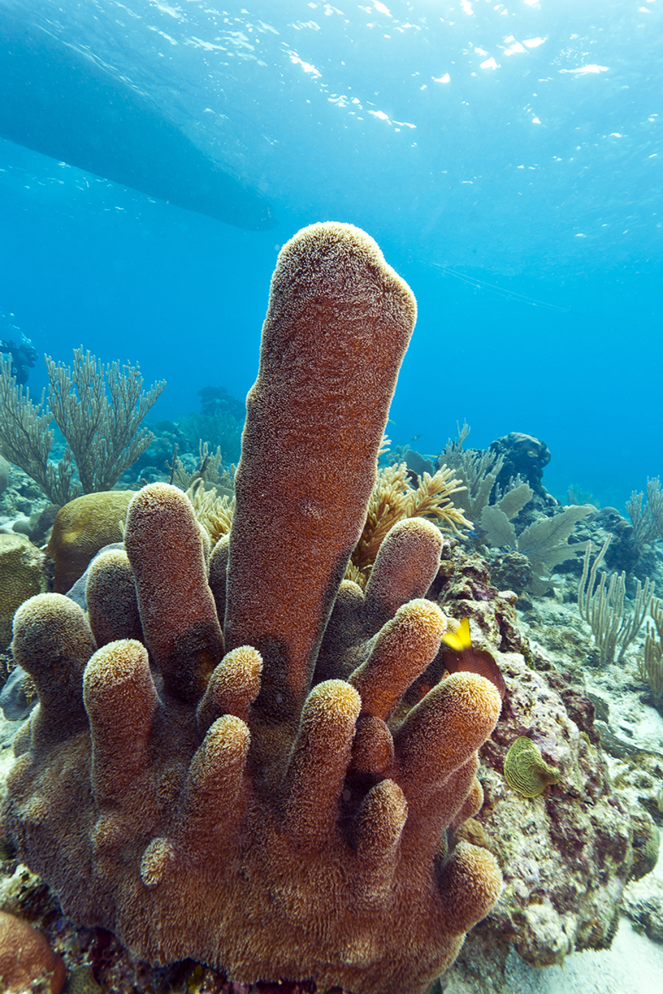 A pillar coral in the sea.