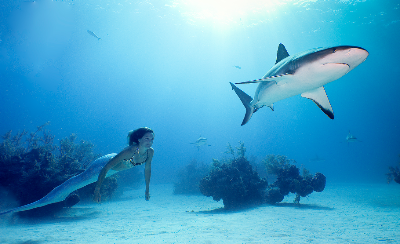 Freediving mermaid with shark