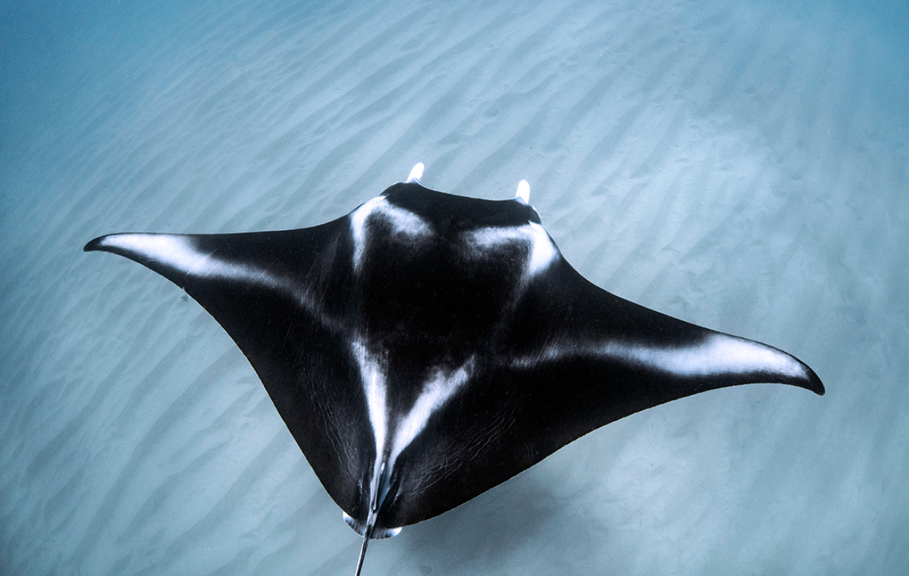Picture of a manta ray.