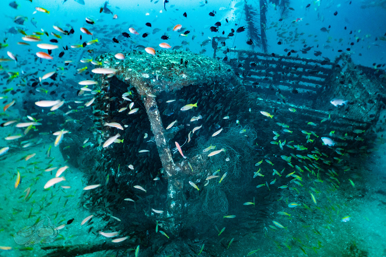 School of fish swimming in the ocean.