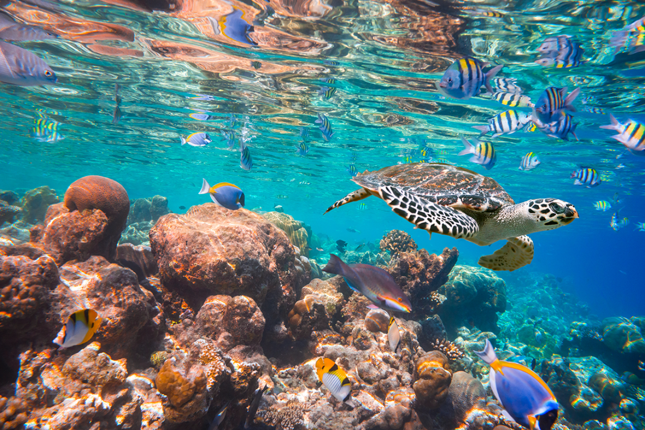 Turtle swimming in the ocean.