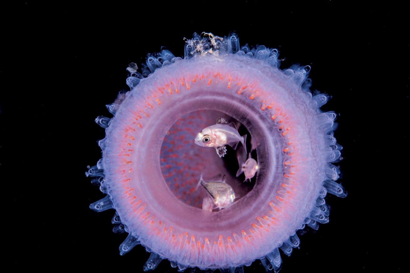 Blackwater Underwater Photography Fish in a Pyrosome