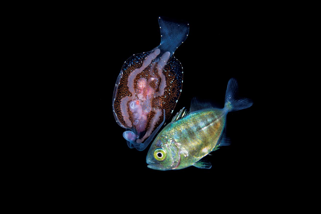 Blackwater Underwater Photography Jack and Pelagic Nudibranch