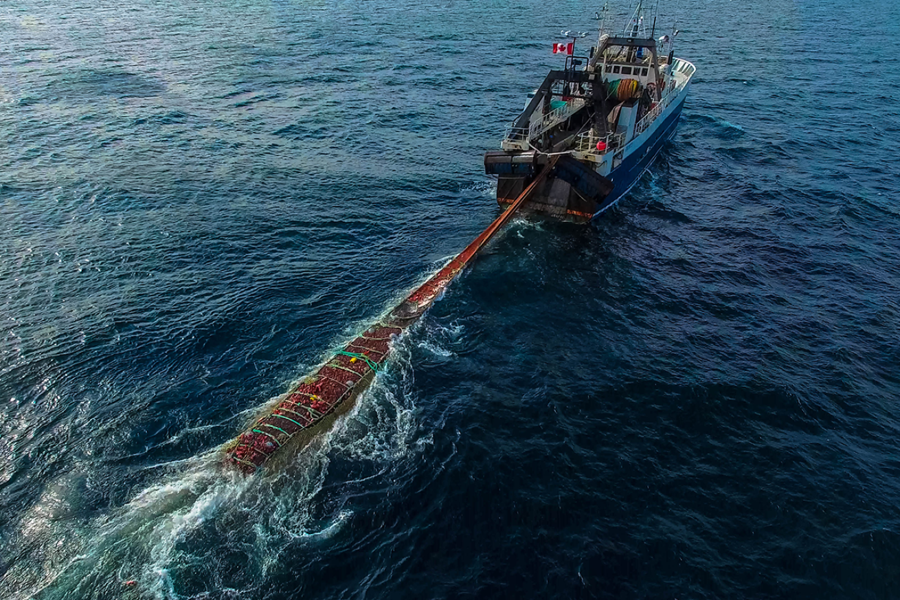 A boat trawling for fish.