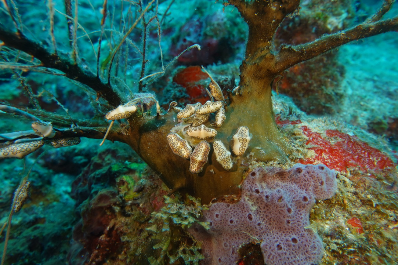 A photo of nudibranchs.