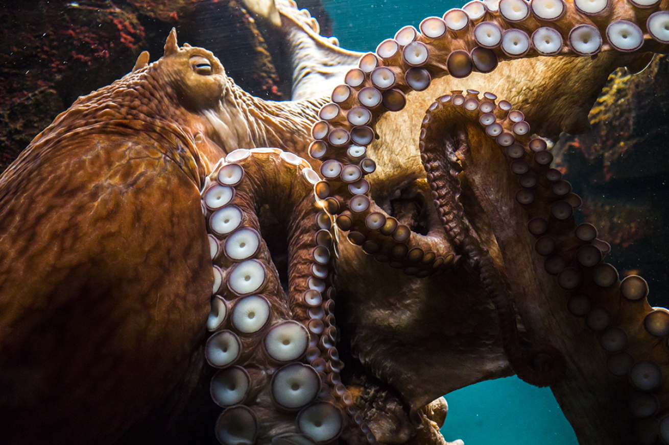 Close up photo of an octopus.