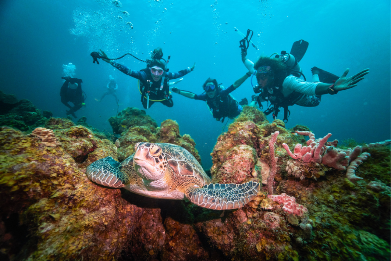 Group of divers looking at a sea turtle