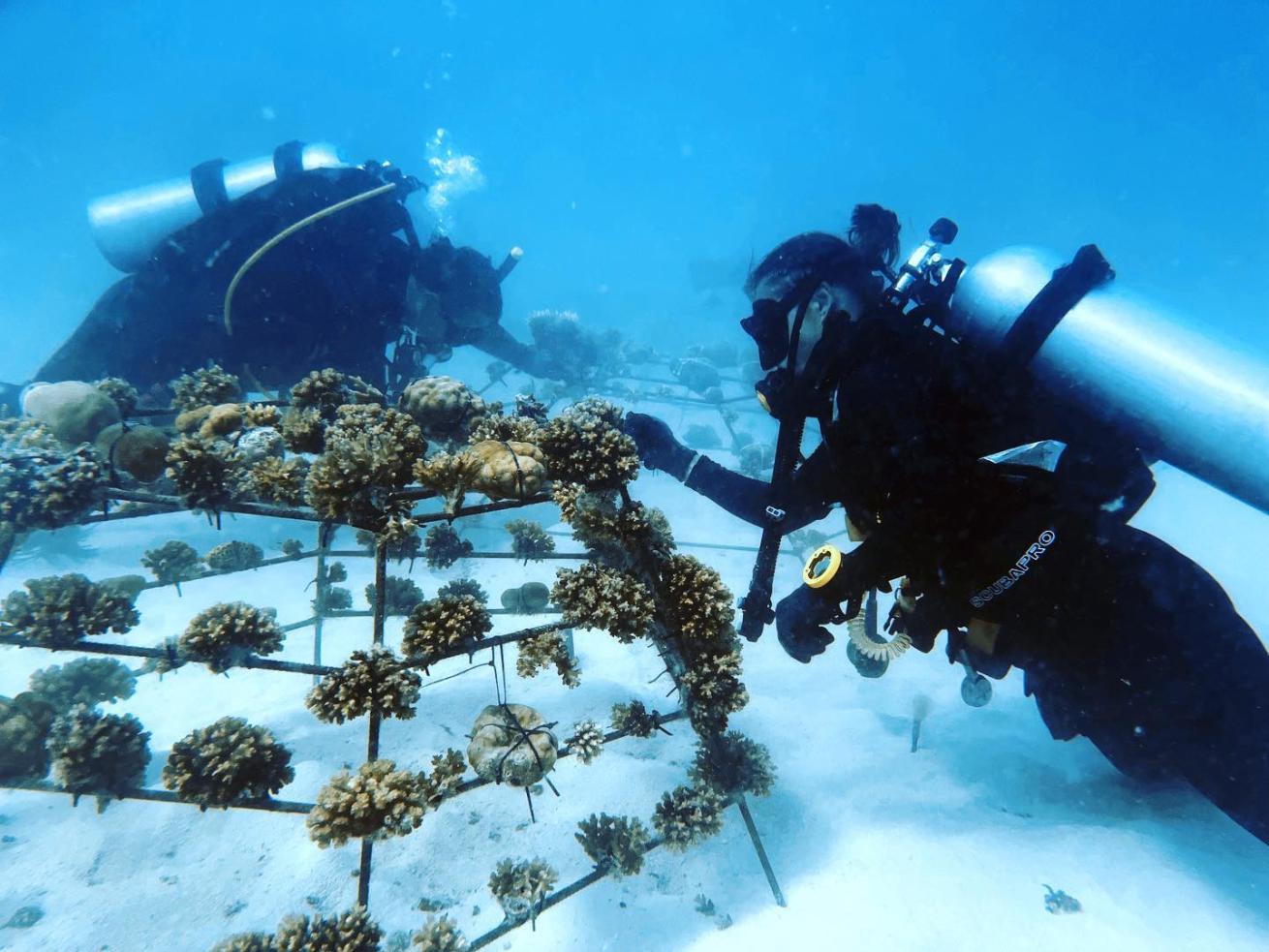 Divers replanting corals in ocean