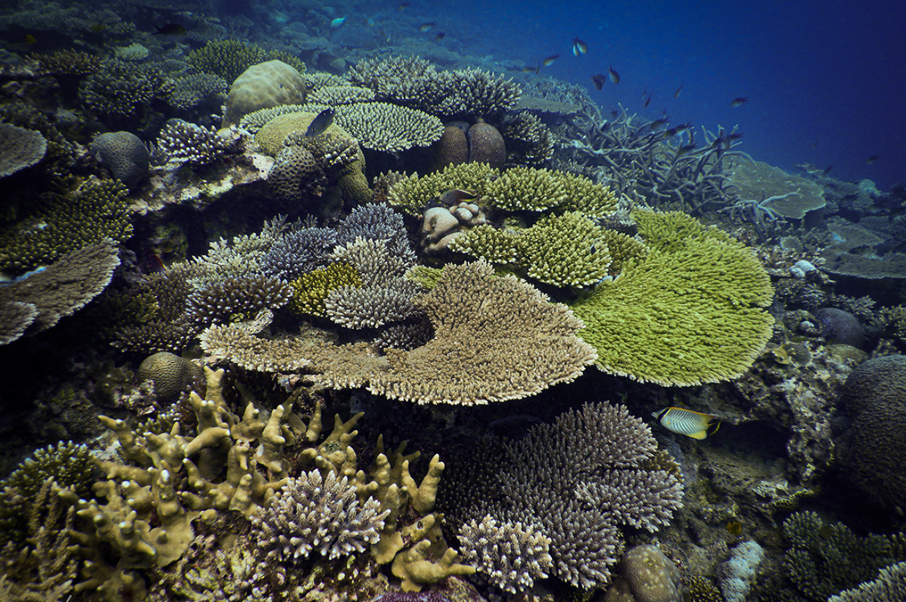 A photo of a coral reef.