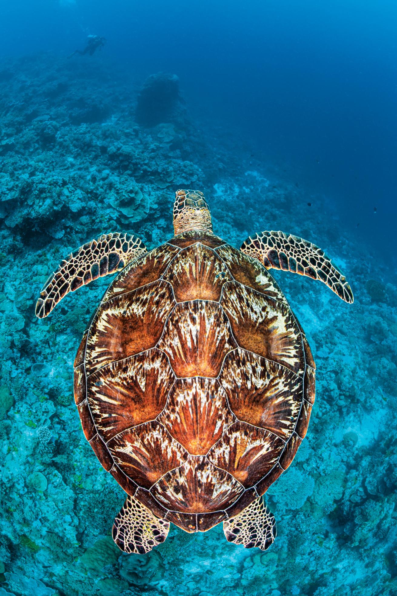 Swimming turtle