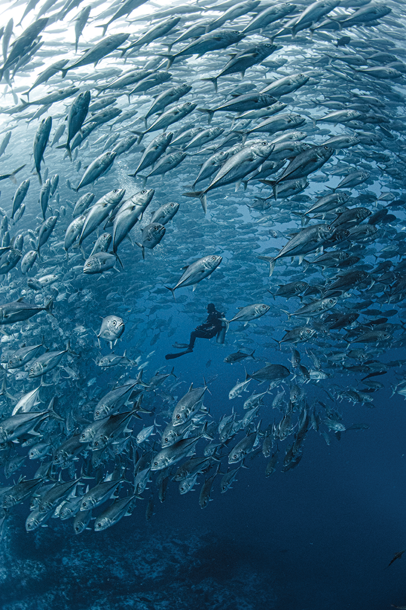 Diver with schooling jacks