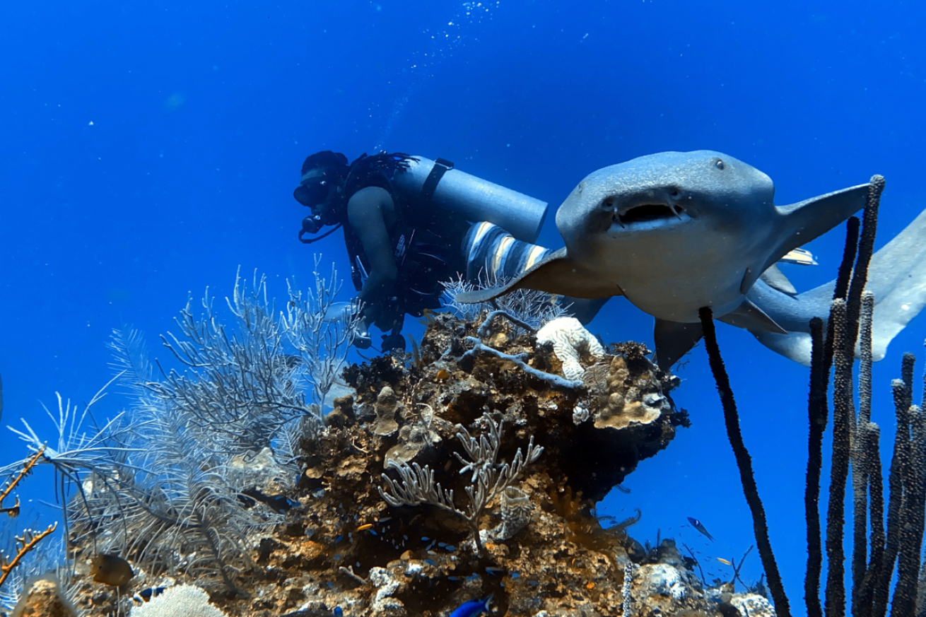 Scuba diver swimming by a shark and coral