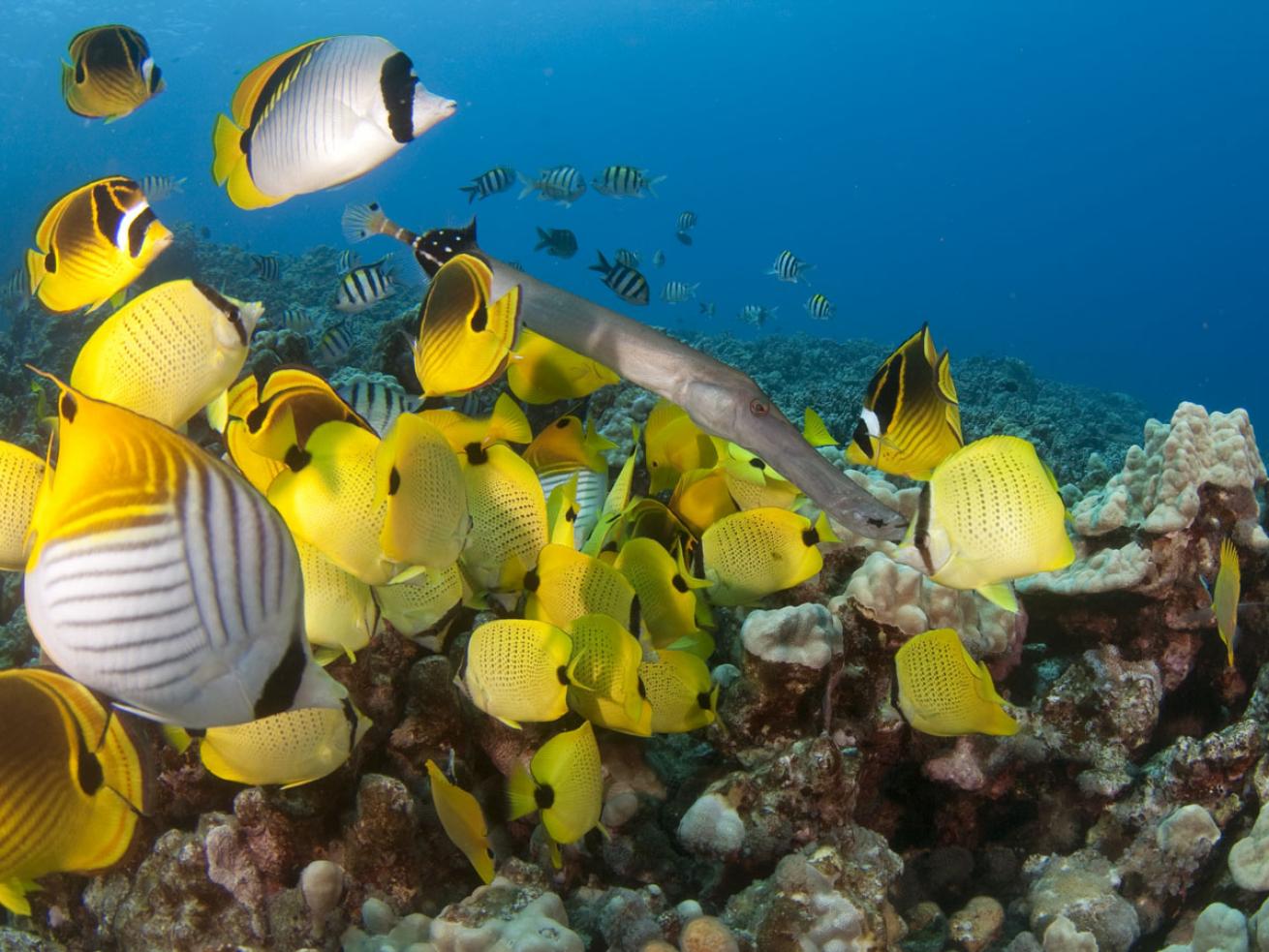 Kona Honu Divers