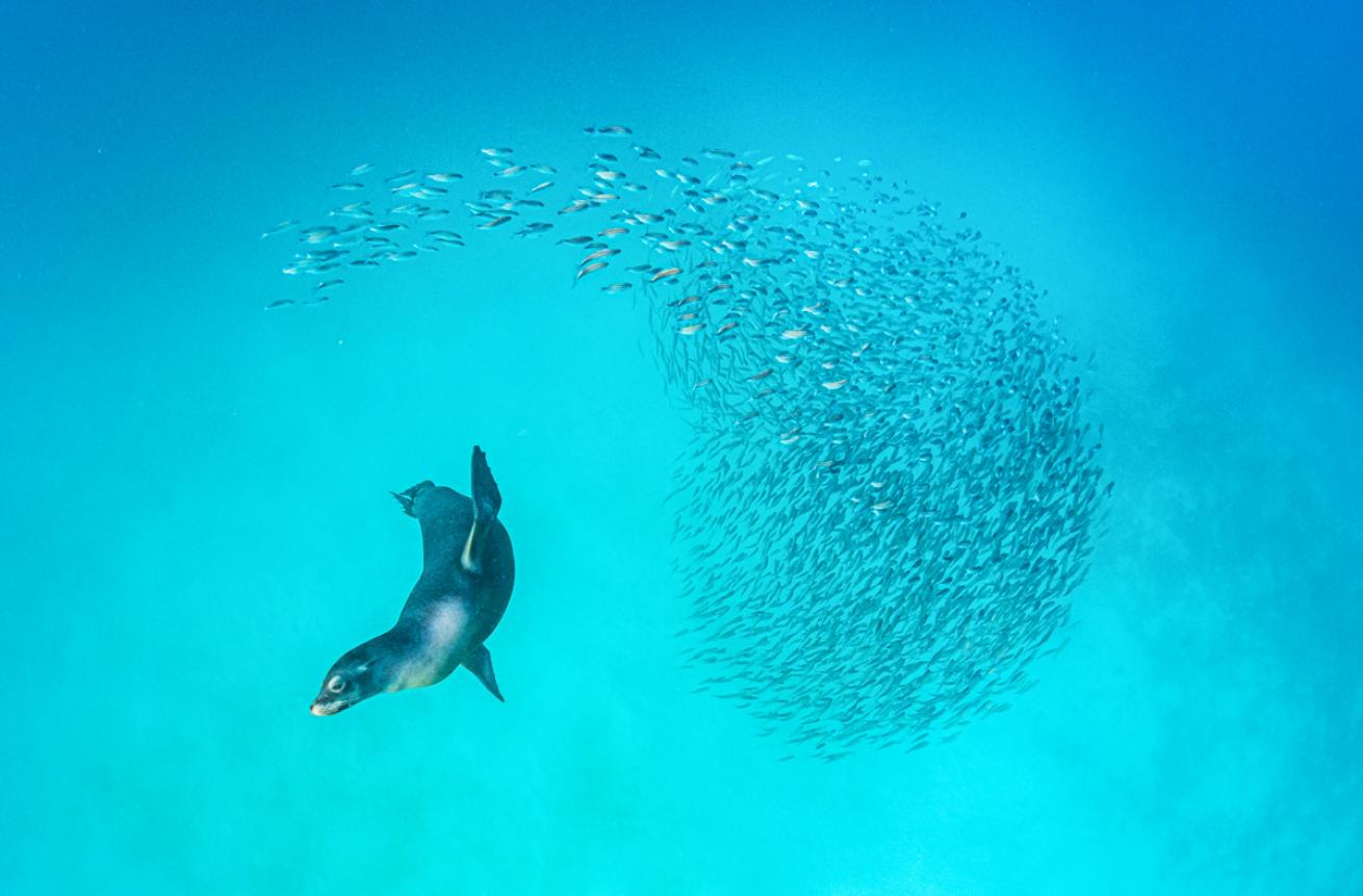 Galapagos Sea Lion Diving