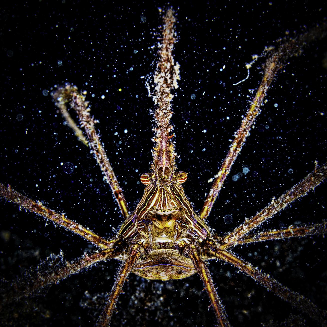 macro scuba diving crab