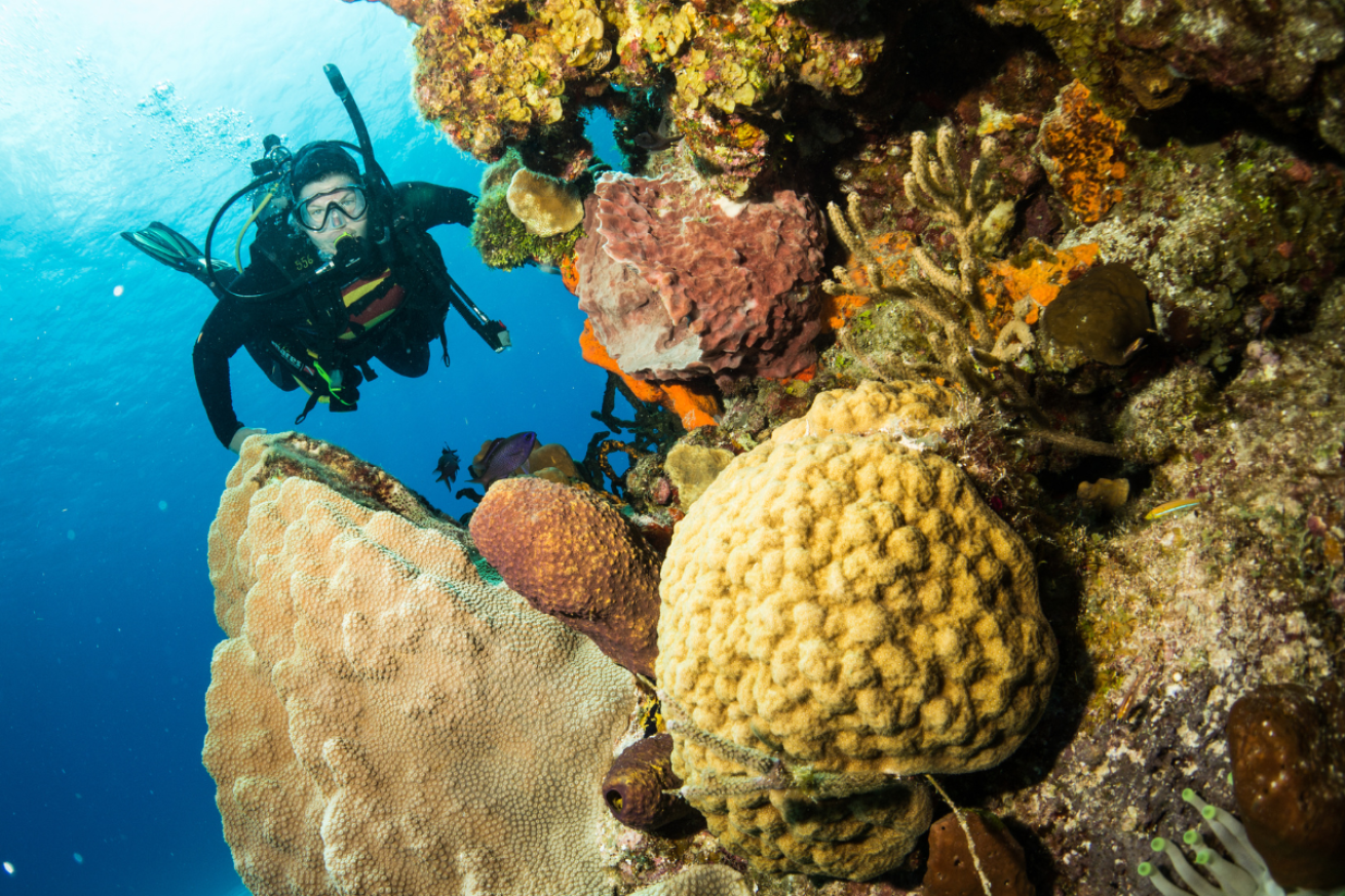 Scuba diver swimming by yellow and pink coral