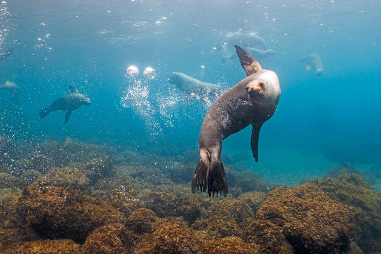 Sea lions in shallow water in flat seas.