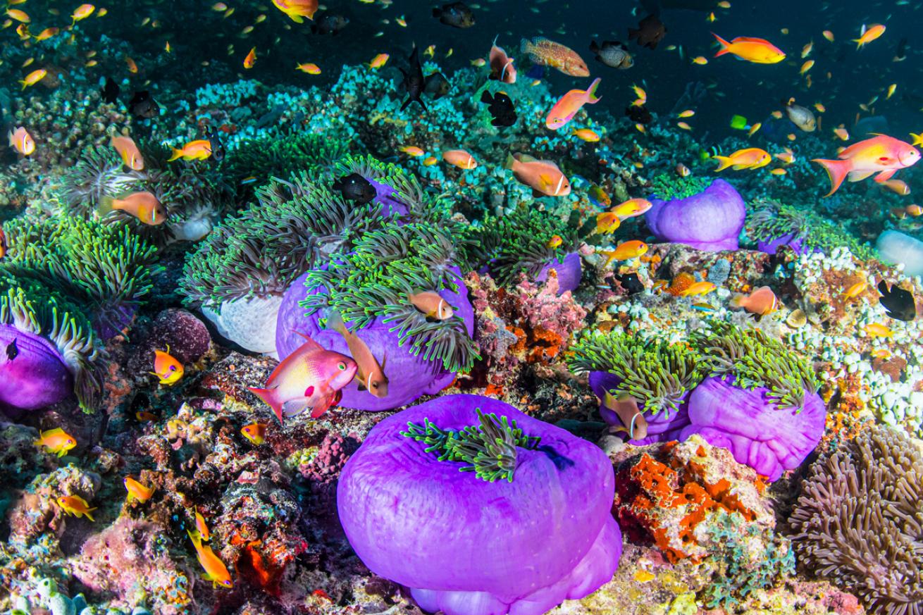 Purple anemones fish life in Maldives