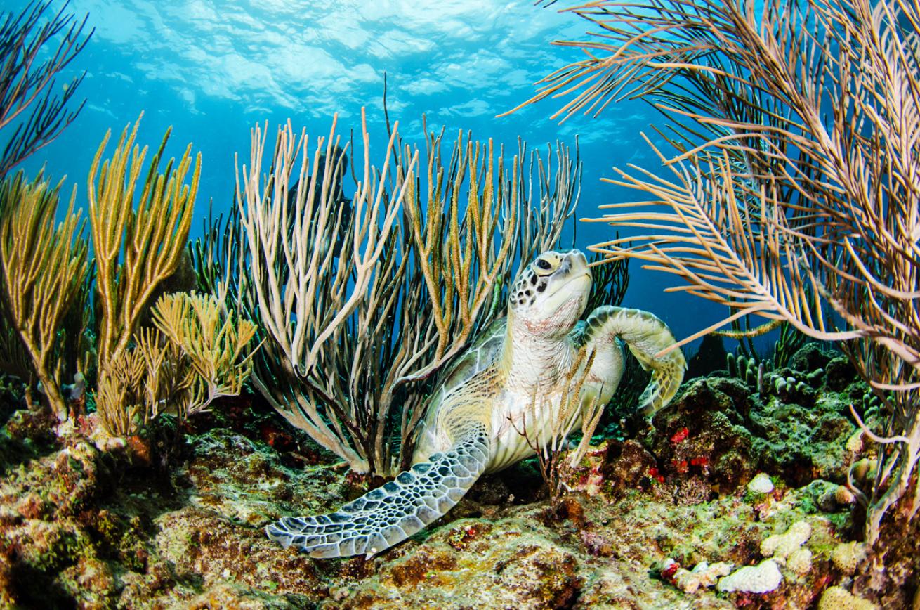 A green sea turtle resting in soft corals, Puerto Rico.