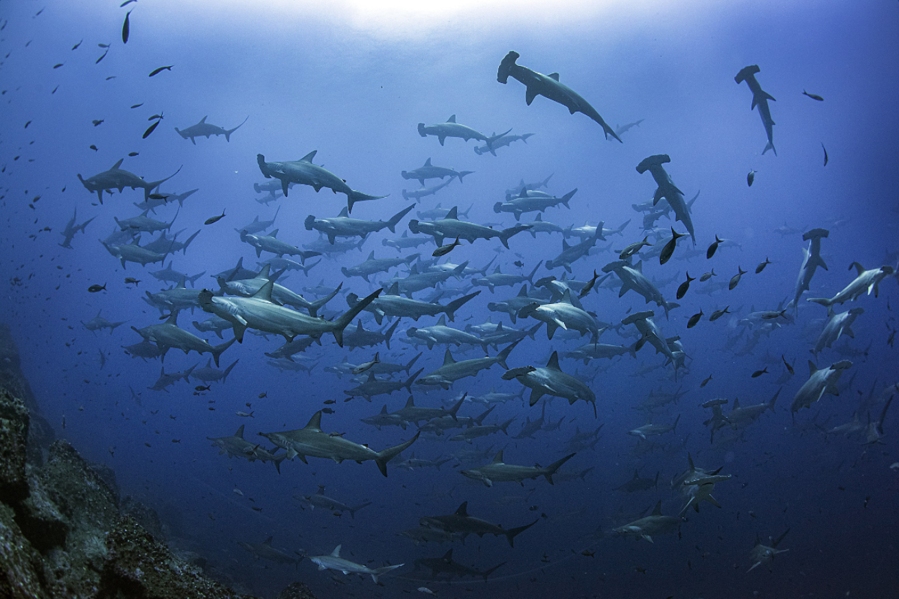 A large group of hammerhead sharks swimming