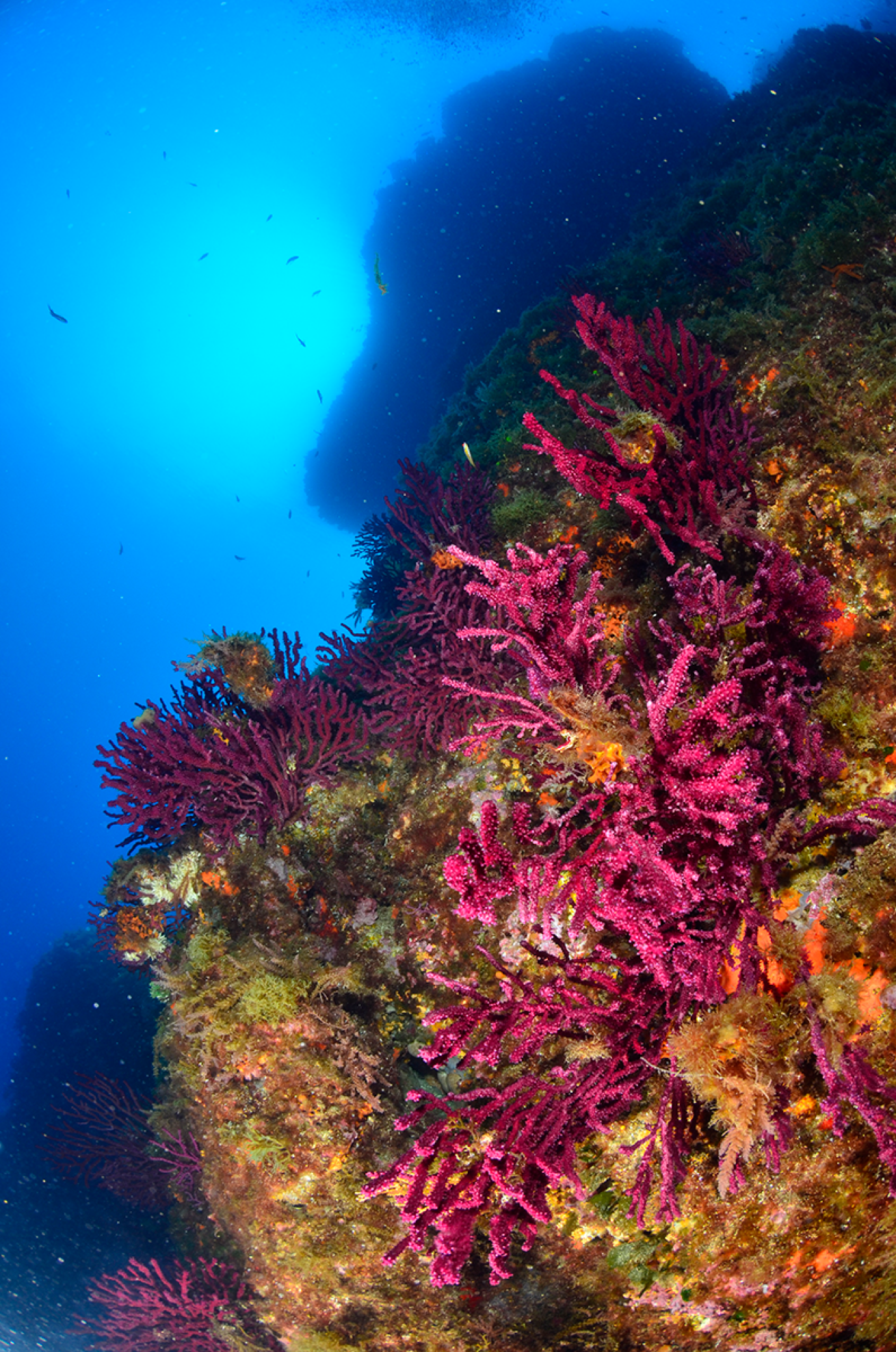 Picture of a reef.