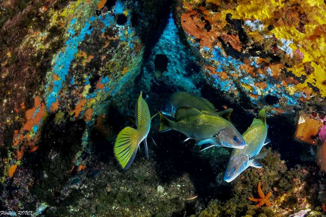 Fish swimming around a reef.