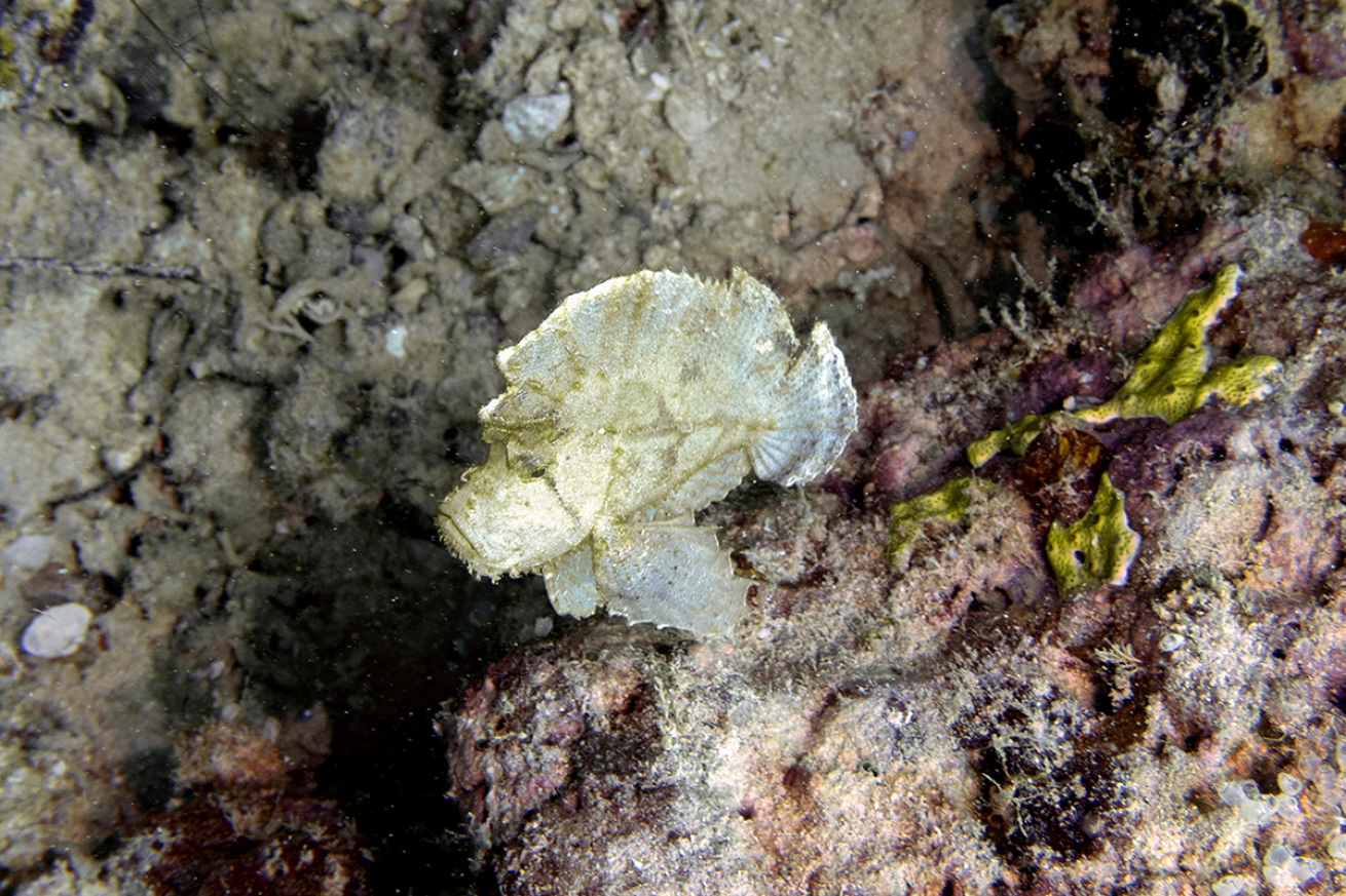 Photo of a leaffish.