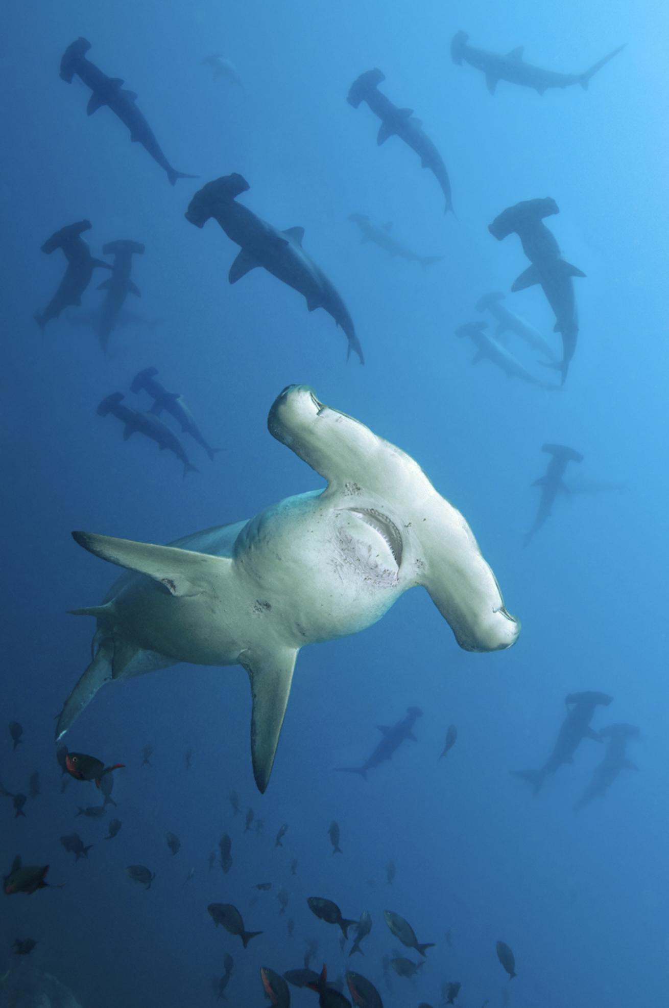 Galapagos Shark Scuba Diving